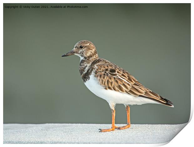 Turnstone on a standing on a ledge Print by Vicky Outen