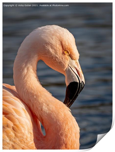 Flamingo in the evening sun Print by Vicky Outen