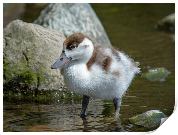 A shelduckling standing in a body of water Print by Vicky Outen