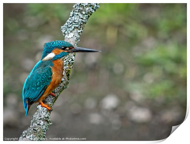 A kingfisher perched on a branch  Print by Vicky Outen