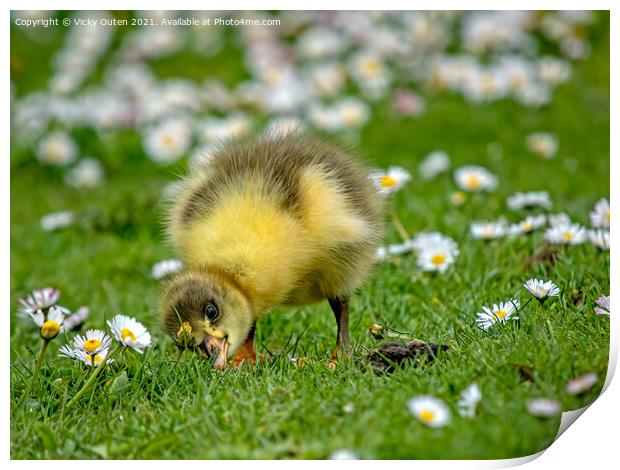 A greylag gosling standing on top of a grass covered field Print by Vicky Outen