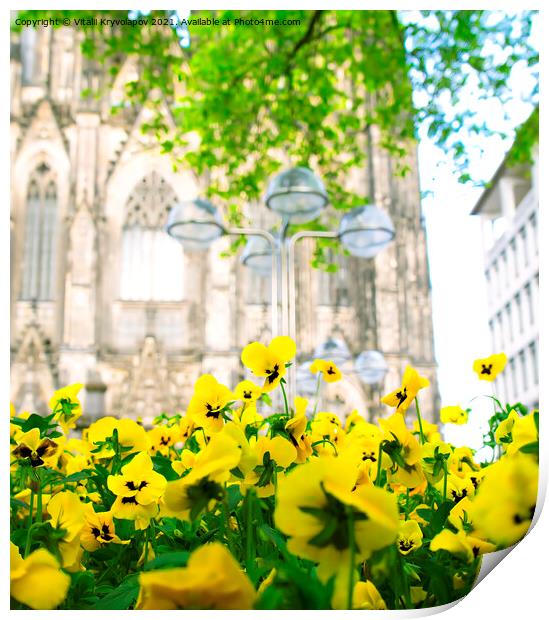 Yellow flowers. Cologne. Print by Vitalii Kryvolapov