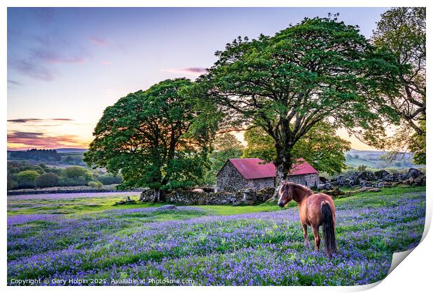 Pony in a field of English bluebells Print by Gary Holpin