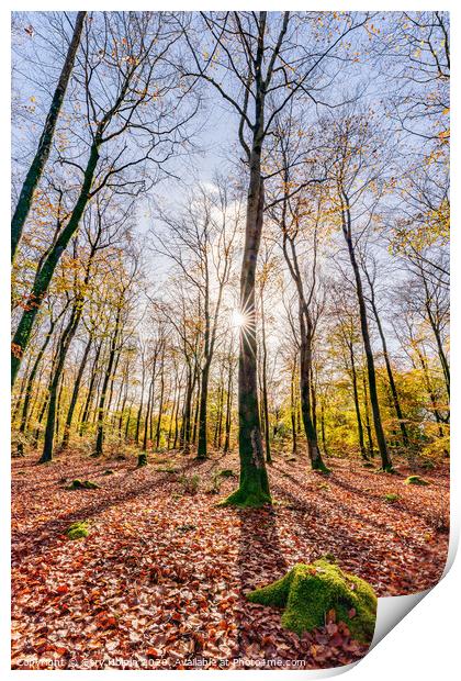 Autumn in a Devon woodland Print by Gary Holpin