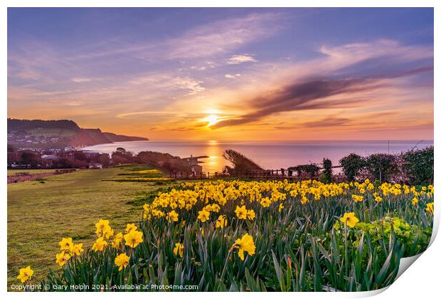 Daffodil Sunrise Print by Gary Holpin