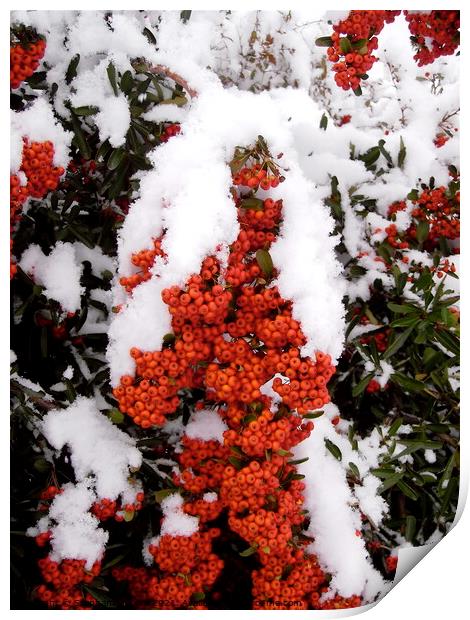 Snow on Red Berries Print by Stephanie Moore