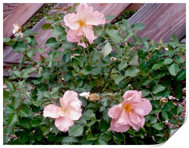 Late summer roses Print by Stephanie Moore