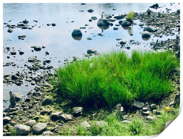Grass and rocks in the Rideau River Print by Stephanie Moore