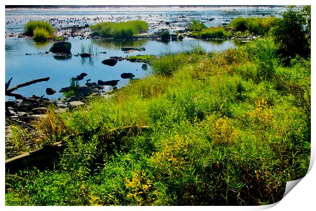 weeds in the Rideau River Print by Stephanie Moore