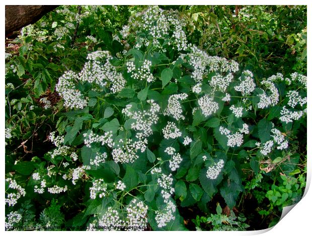 White wild flowers Print by Stephanie Moore