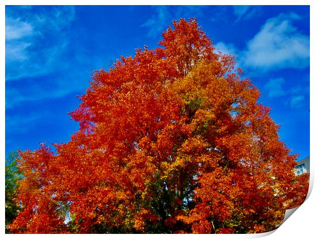 Fall Maple leaves Print by Stephanie Moore