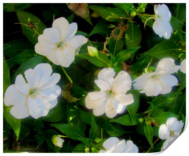 White Impatiens Print by Stephanie Moore
