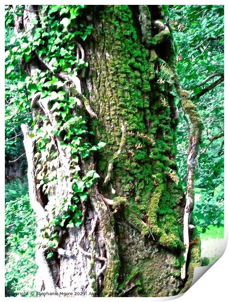 Ivy covered tree Print by Stephanie Moore