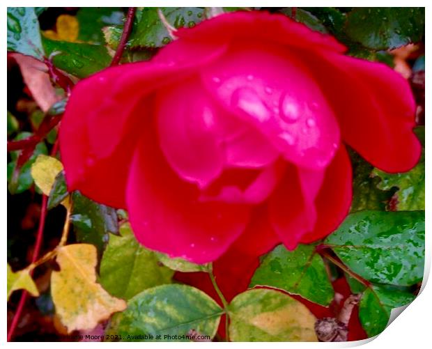 Red Rose in the Rain Print by Stephanie Moore