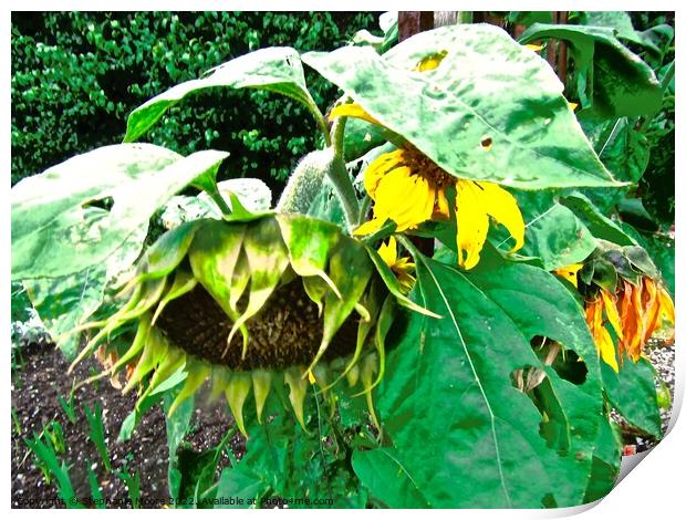 Dying sunflowers Print by Stephanie Moore