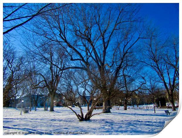 Trees in Strathcona Park, Ottawa, ON Print by Stephanie Moore