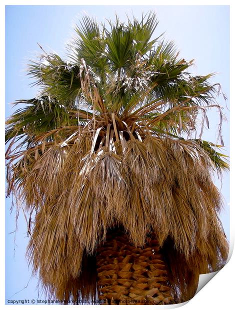 Palm Tree Print by Stephanie Moore