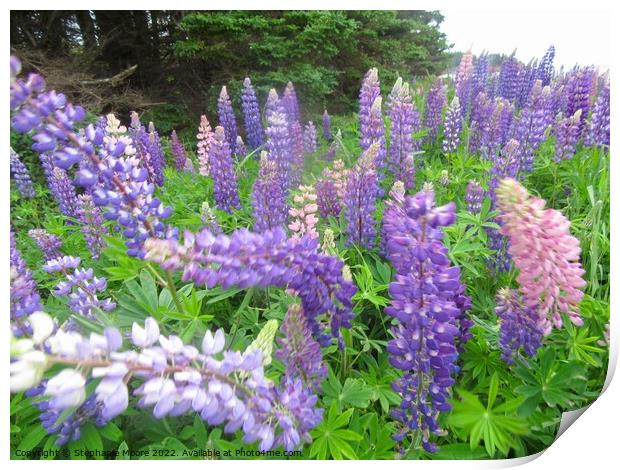 Lupins Print by Stephanie Moore