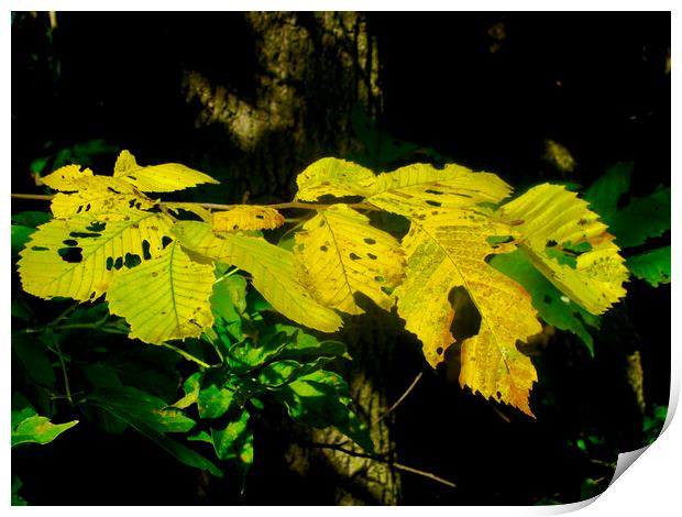 Yellow fall leaves Print by Stephanie Moore