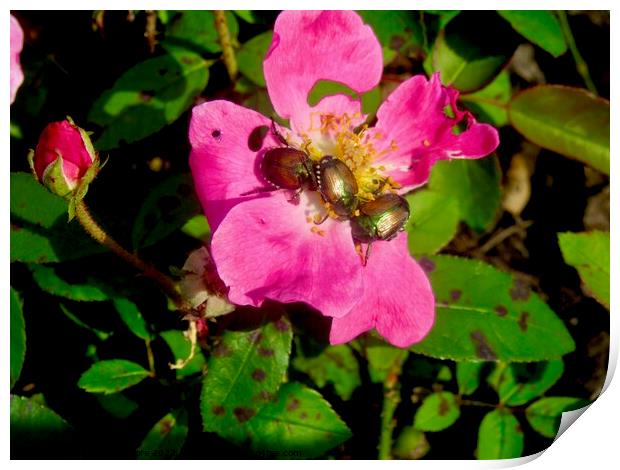 Pink lunch Print by Stephanie Moore