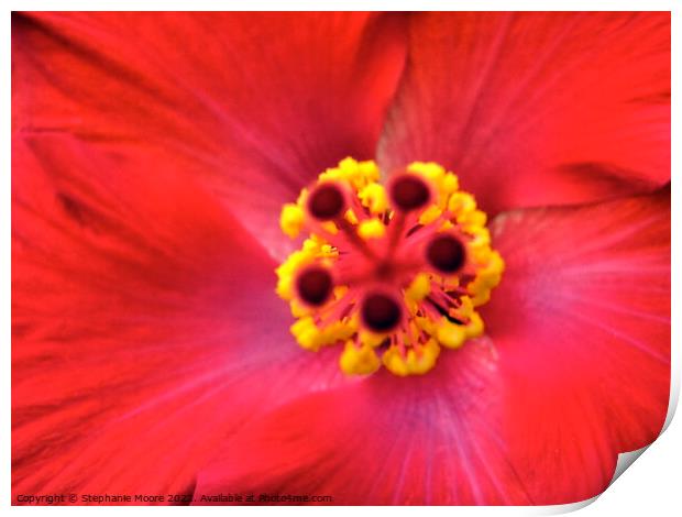 Heart of a flower Print by Stephanie Moore