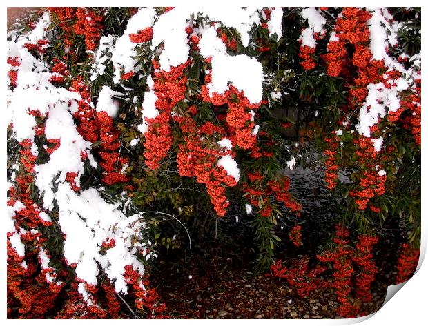 Red Berries in the snow Print by Stephanie Moore