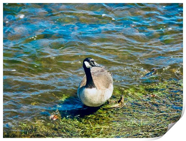 Canada goose  Print by Stephanie Moore