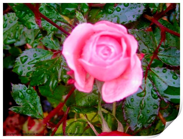 Pink Rose in the rain Print by Stephanie Moore