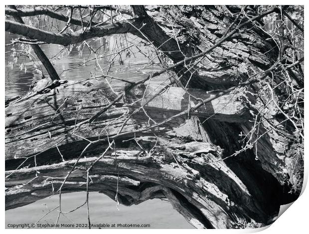 Broken tree branch in black and white Print by Stephanie Moore