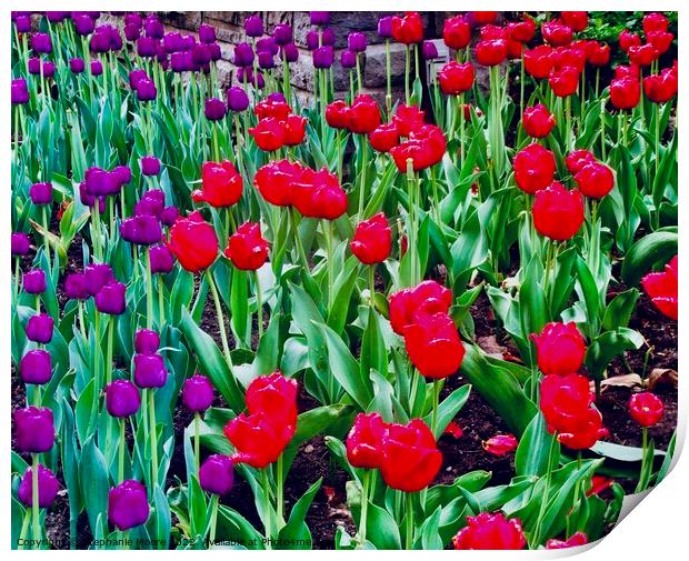 Purple and red tulips Print by Stephanie Moore