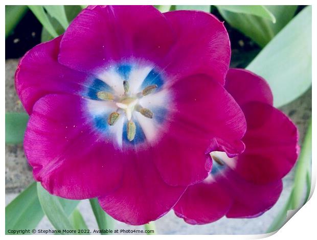 Purple tulips Print by Stephanie Moore
