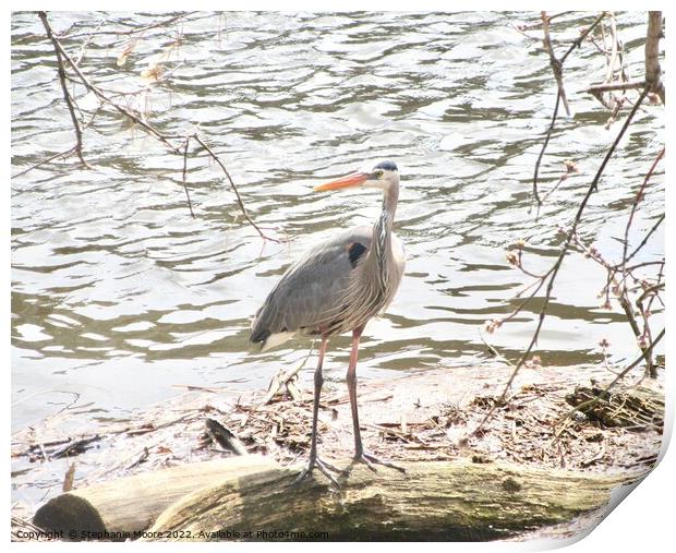 Blue Heron Print by Stephanie Moore