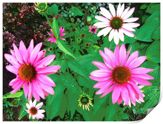 Colourful daisies Print by Stephanie Moore
