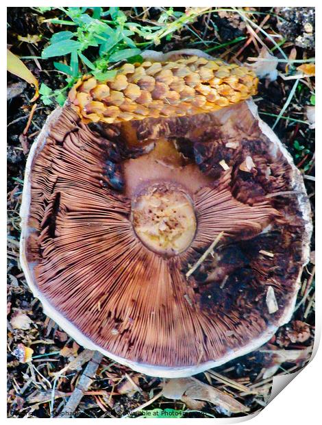 Fallen Toadstool Print by Stephanie Moore