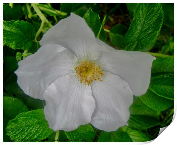 Wild white rose Print by Stephanie Moore