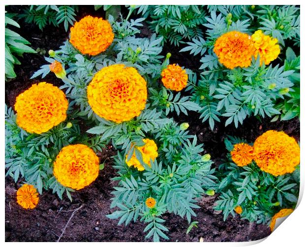 Marigolds Print by Stephanie Moore