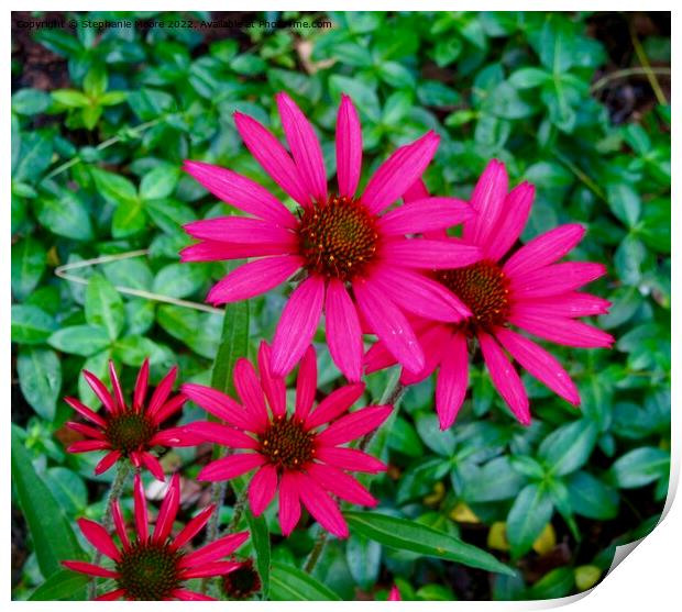 Bright pink daisies Print by Stephanie Moore