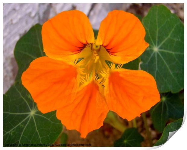 Orange nasturtium Print by Stephanie Moore