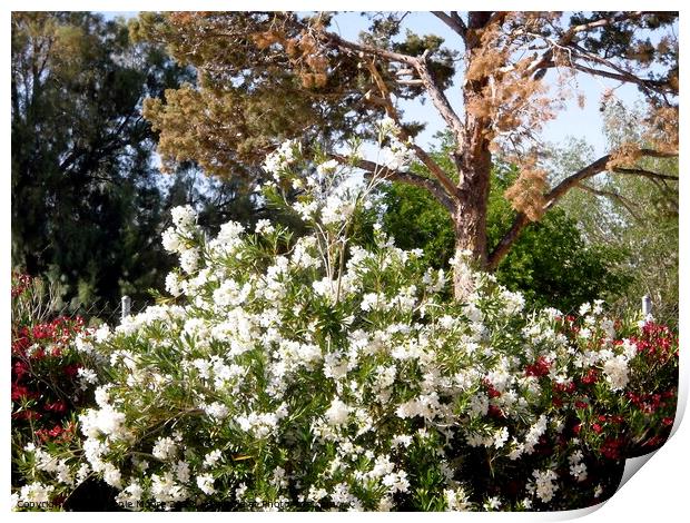 Oleanders and pine trees Print by Stephanie Moore