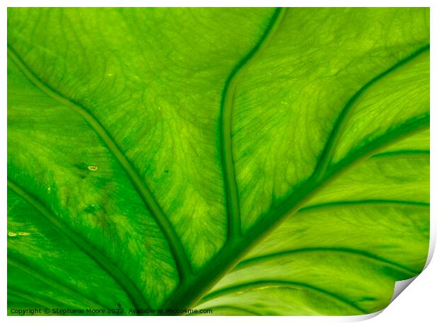 Green Leaf Print by Stephanie Moore