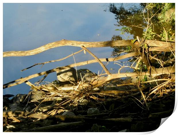 Dead tree branches Print by Stephanie Moore