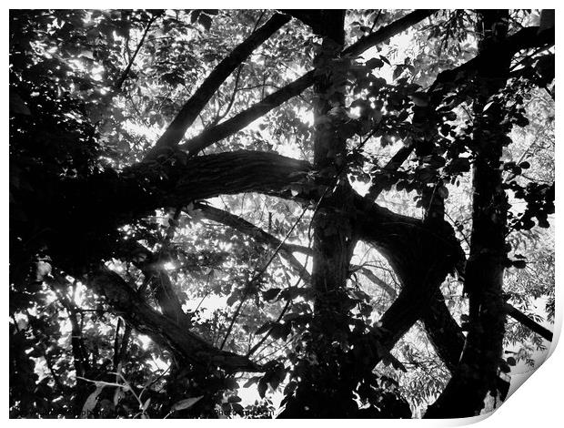 A Tangle of Trees Print by Stephanie Moore
