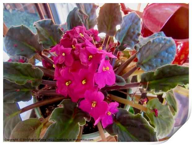 Pink African violet Print by Stephanie Moore