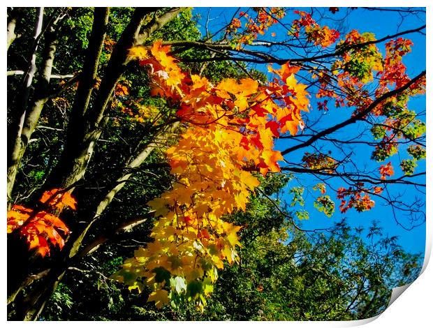 Fall Colours 1 Print by Stephanie Moore