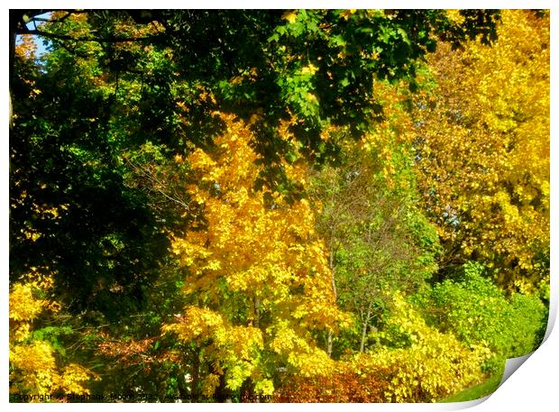 Glorious autumn trees Print by Stephanie Moore