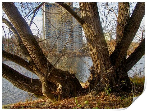 Ancient Willows Print by Stephanie Moore