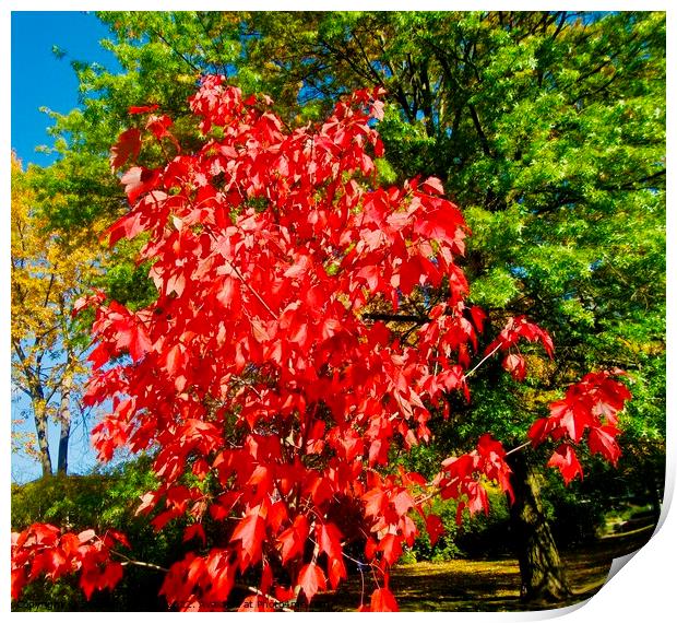 Small red Maple Print by Stephanie Moore