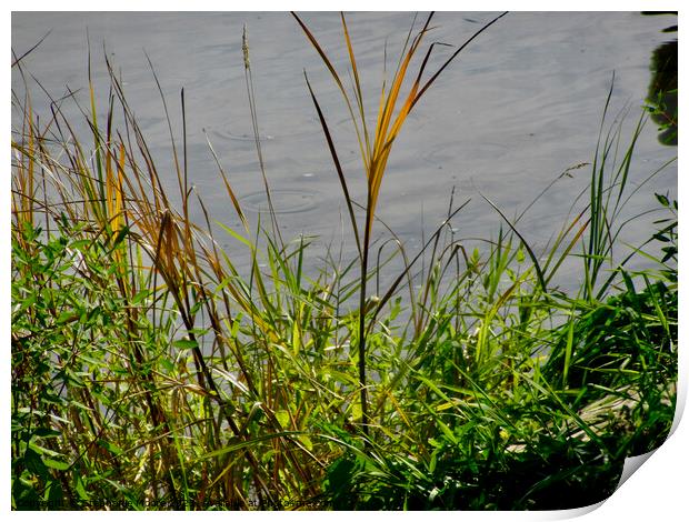 Grasses on the river bank Print by Stephanie Moore