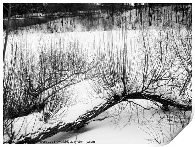 Fallen Willow trees Print by Stephanie Moore