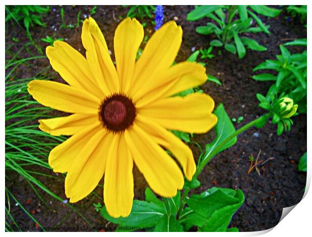 Brown Eyed Susan Print by Stephanie Moore